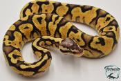 Python royal - Python regius Enchi Pastel