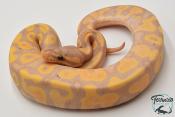 Python royal - Python regius Banana Yellow Belly
