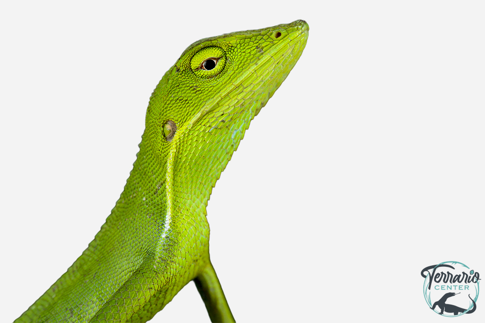 Bronchocela vietnamensis - Lézard forestier du Vietnam