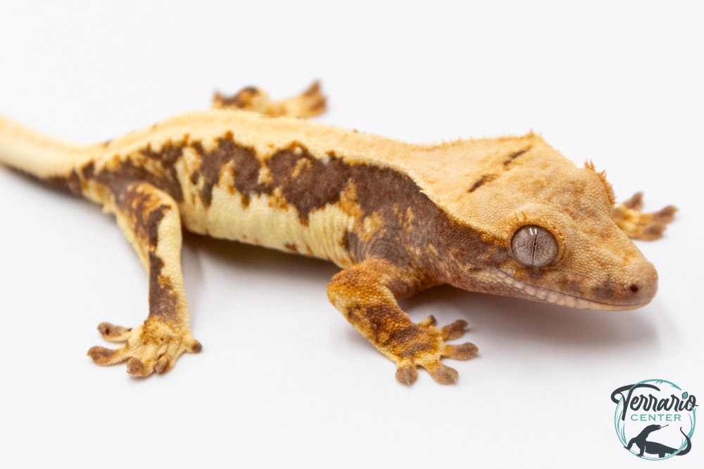 Correlophus ciliatus - Gecko à crête - NC 2025 -  38B