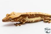 Correlophus ciliatus - Gecko à crête - NC 2025 -  44