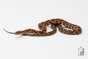 Serpent des blés - Pantherophis guttatus Mosaïc