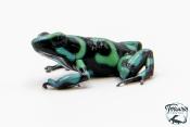 Dendrobates auratus - Dendrobate doré Green