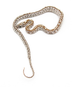 Serpent des blés - Pantherophis guttatus Tessera goldust