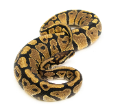 Python royal - Python regius Spotnose Yellow Belly het Clown