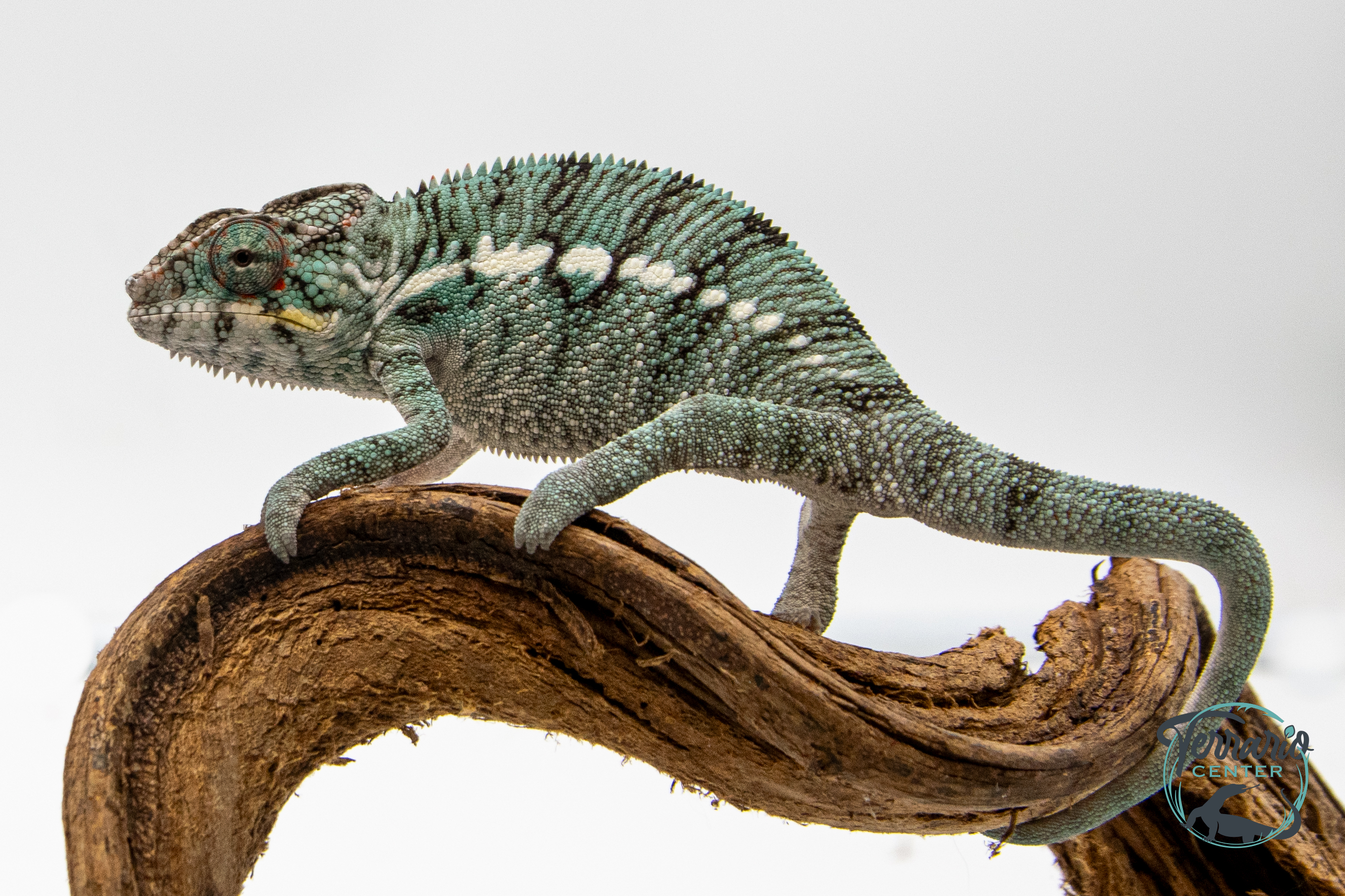 Caméléon Panthère - Furcifer Pardalis Nosy Be - Mâle