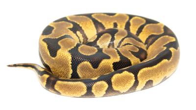 Python royal - Python regius Enchi Yellow Belly
