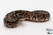 Python royal - Python regius Cinnamon