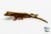 Correlophus ciliatus - Gecko à crête - Juvénile 11 -  NC 2023 - PH2023102515262735