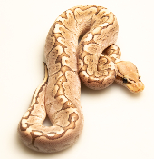 Python royal - Python regius Bamboo Pastel