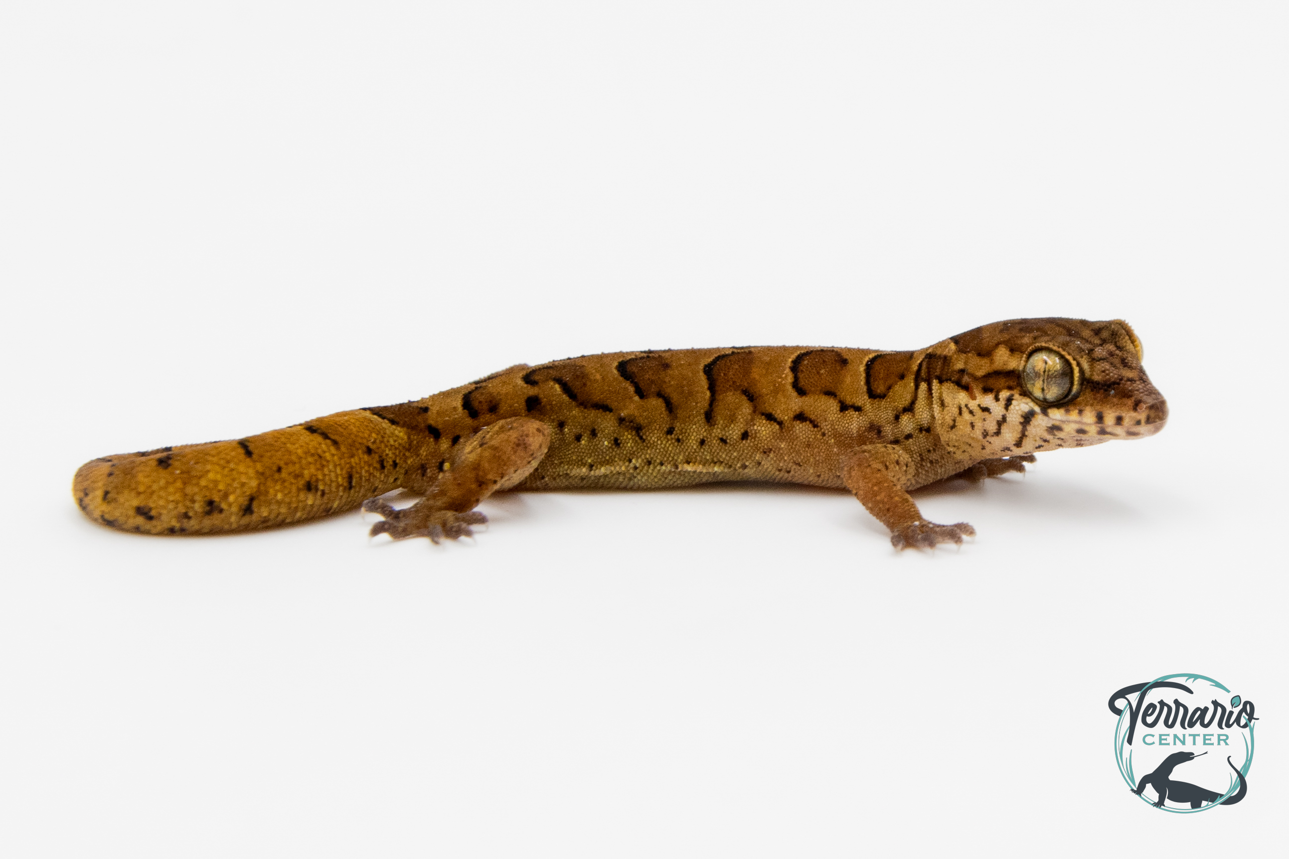 Geckoella nebulosus - Gecko indien assombri 
