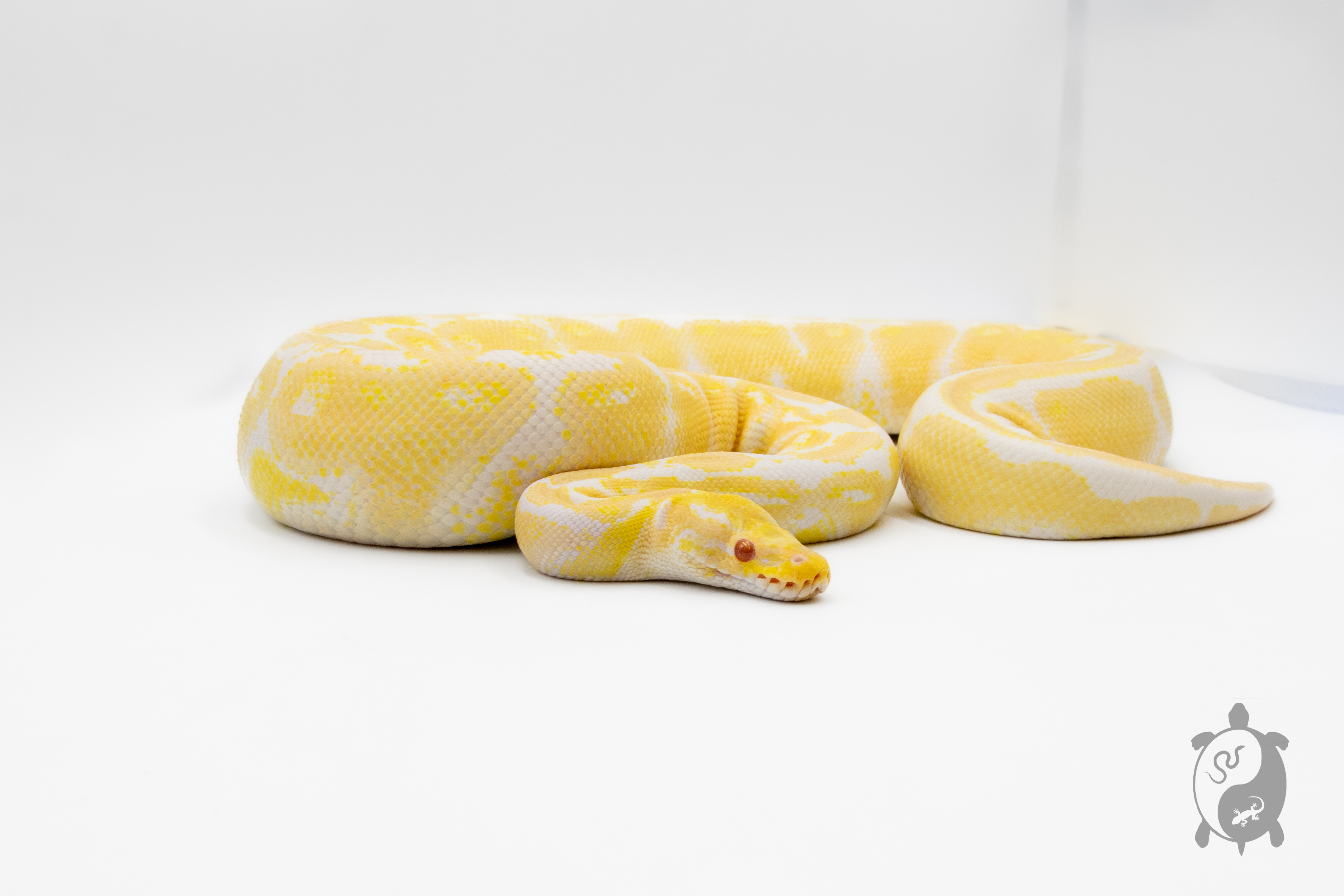 Python royal - Python regius Albinos - Adulte