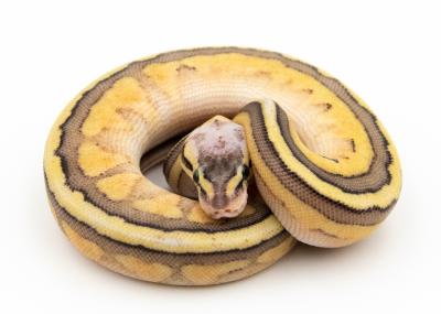 Python royal - Python regius Butter Pastel genetic stripe C102