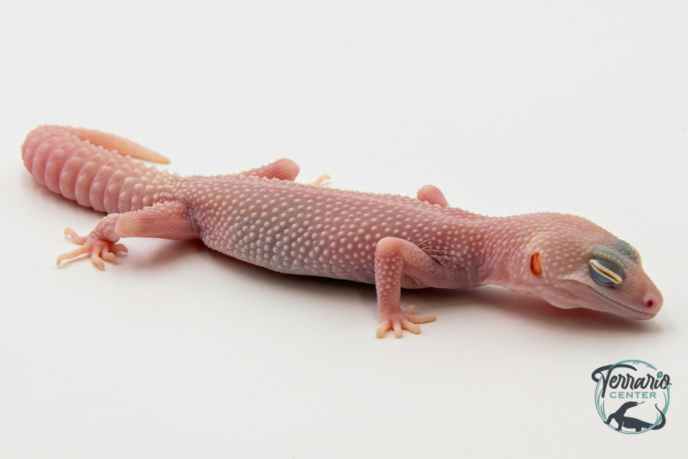 EM72 - Gecko Léopard - Eublepharis Macularius Blizzard - Femelle