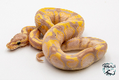 Python royal - Python regius Banana Yellow Belly