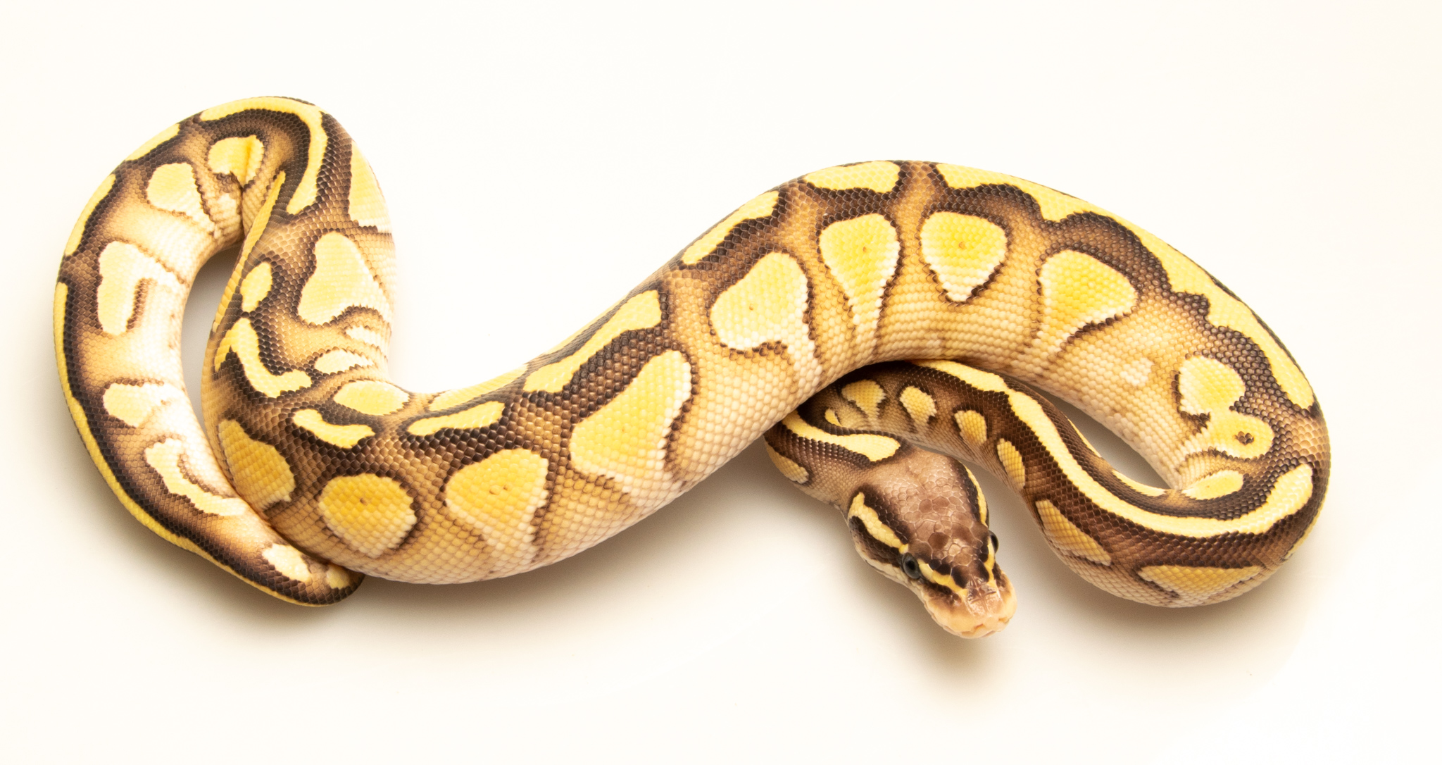 Python royal - Python regius Butter Pastel Yellow Belly