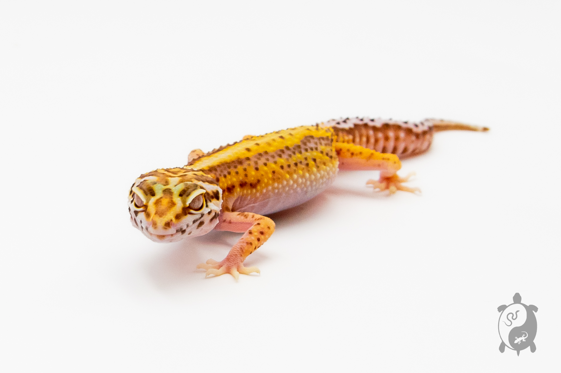 EM31 - Gecko Léopard - Eublepharis Macularius Stripe Bell - NC - 