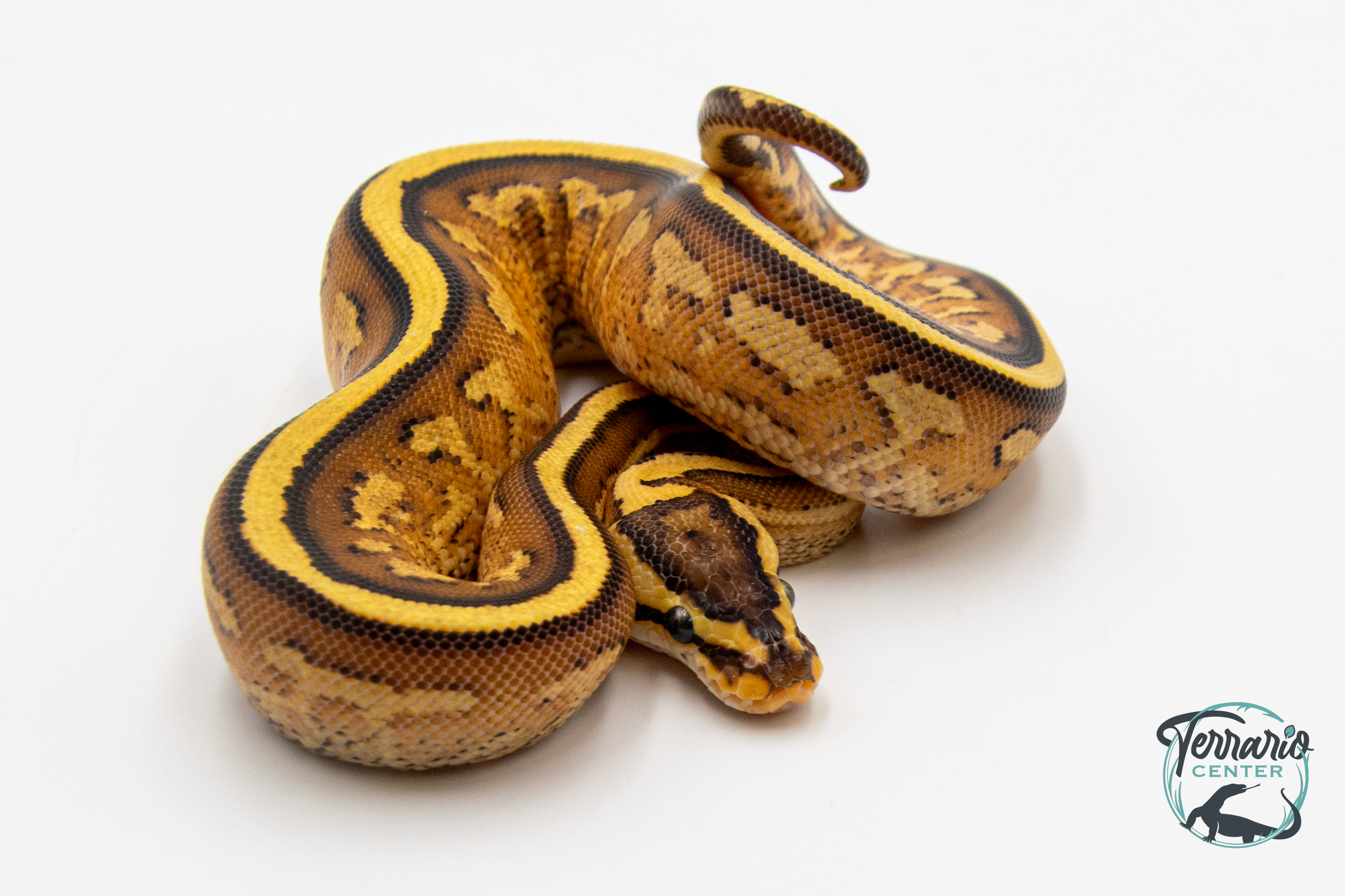 Python royal - Python regius Super Stripe