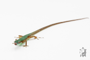 Takydromus smaragdinus - Lézard à longue queue 