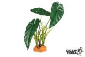 Plante sur Pied (effet mouillé) - 30x16x48cm