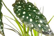 Plante sur Pied (effet mouillé) - 30x16x48cm