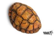 Carapace de Tortue - Grotte- 30x24x14cm