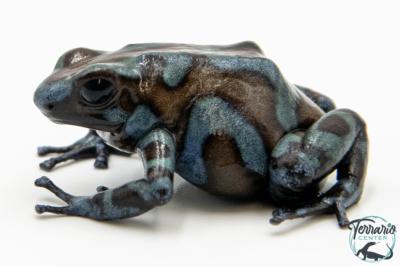 Dendrobates auratus - Dendrobate doré Highland Bronze