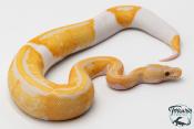 Python royal - Python regius Piebald lavender Albino - Dreamsicle
