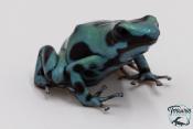 Dendrobates auratus - Dendrobate doré Green Microspot