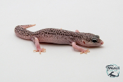 EM55 - Gecko Léopard - Eublepharis Macularius Total Eclipse - Femelle 