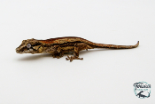 Rhacodactylus auriculatus - Gecko gargouille - 36 - NCUE - PH2024011010161101