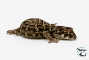 Hemidactylus imbricatus - Gecko vipère 