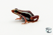 Epipedobates tricolor - Dendrobate tricolor