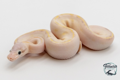 Python Royal - Python regius Ivory Pastel