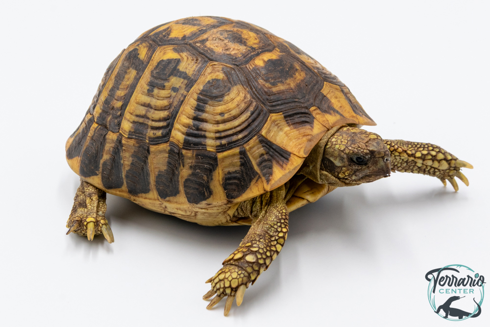 Tortue d'Hermann - Testudo hermanni hermanni Femelle - 900250000956525