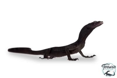 Varanus beccarii - Varan noir arboricole