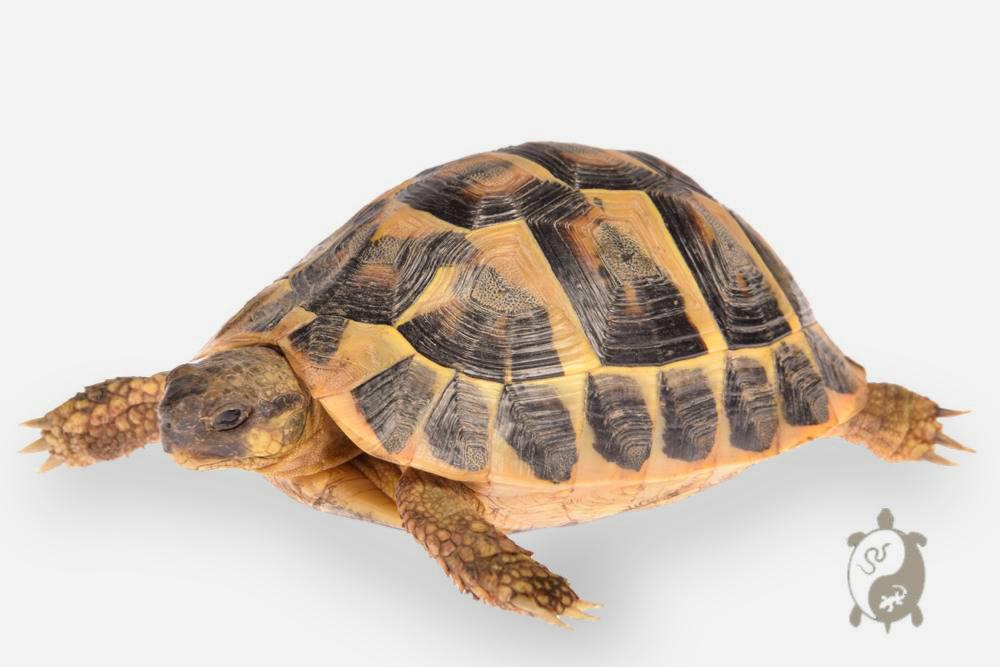 Tortue d'Hermann - Testudo hermanni hermanni 5cm