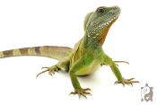Physignathus cocincinus - Dragon d'eau vert - NC FRANCE 2026