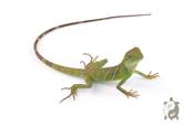 Physignathus cocincinus - Dragon d'eau vert - NC FRANCE 2026