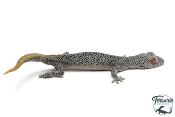 Strophurus taenicauda - Gécko à queue dorée