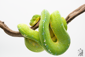 Morelia viridis Kofiau - Python vert arboricole - Femelle 250228500106728 - Adulte