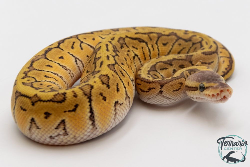 Python royal - Python regius Lemon Blast Mojave