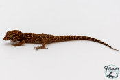 Heteronotia binoei - Gecko épineux