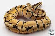 Python royal - Python regius Spider Mojave
