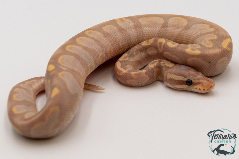 Python royal - Python regius Banana Sugar