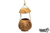 Coconut oiseau - Beruk Type 3 - 12x12x12cm