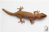 Hemidactylus brookii - Hémidactyle de Brook