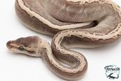 Python royal - Python regius GHI Butter Special Pinstripe