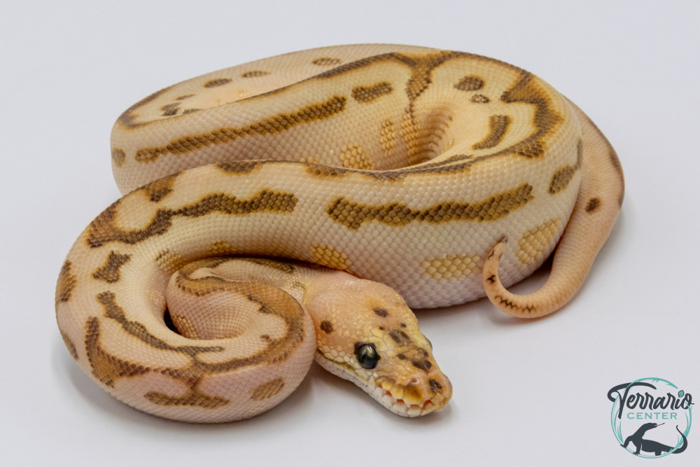 Python regius - Python royal Batman Butter