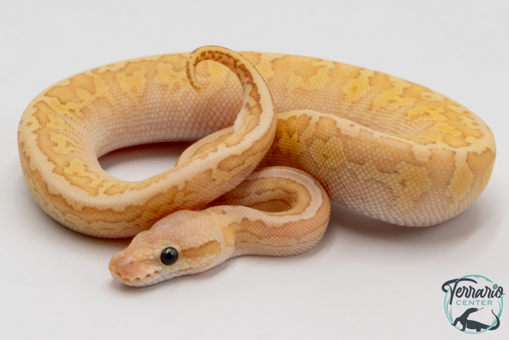 Python royal - Python regius Banana Lemon Blast Butter